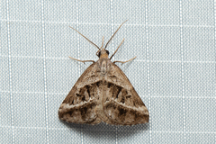 Dichromodes stilbiata