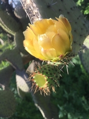 Opuntia leucotricha