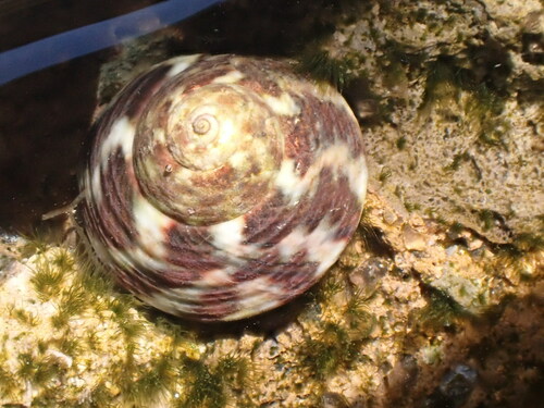 Gibbula candei