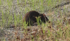 Rattus argentiventer