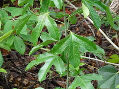 Dendropanax arboreus