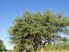 Prosopis caldenia