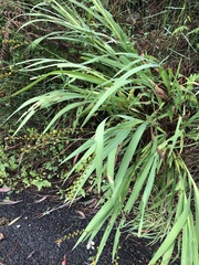 Crocosmia × crocosmiiflora