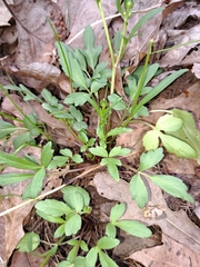 Ranunculus fascicularis