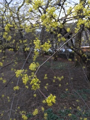 Cornus