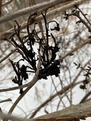 Taphrina robinsoniana