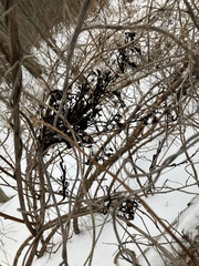 Taphrina robinsoniana