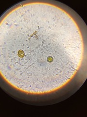 Dinoflagellata