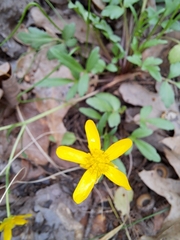Ranunculus fascicularis