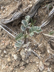 Astragalus layneae