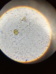 Dinoflagellata