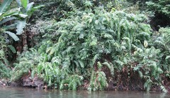 Stenochlaena palustris