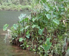 Alocasia macrorrhizos