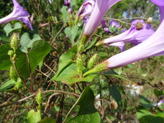 Ipomoea crinicalyx