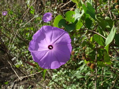 Ipomoea crinicalyx