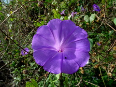 Ipomoea crinicalyx