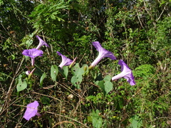 Ipomoea crinicalyx