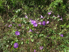 Ipomoea crinicalyx