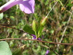 Ipomoea crinicalyx