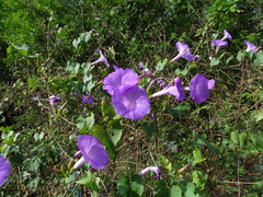 Ipomoea crinicalyx
