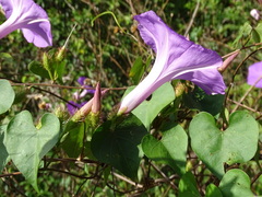 Ipomoea crinicalyx