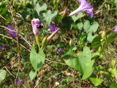 Ipomoea crinicalyx