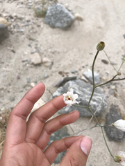 Atrichoseris platyphylla