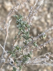 Ericameria cooperi