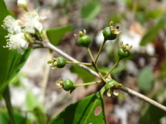 Psidium sartorianum