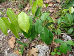 Psidium sartorianum