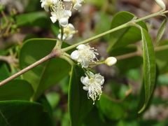 Psidium sartorianum