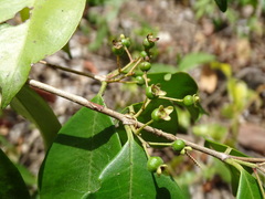 Psidium sartorianum