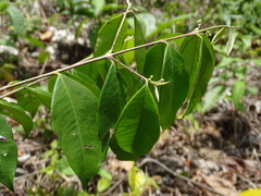 Psidium sartorianum