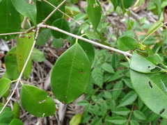 Psidium sartorianum