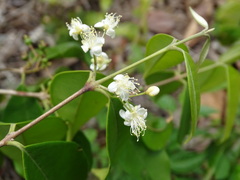 Psidium sartorianum
