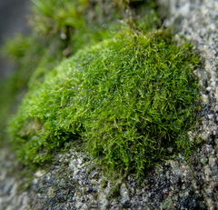 Cephaloziella