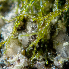 Cephaloziella
