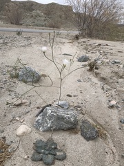 Atrichoseris platyphylla