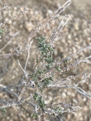 Ericameria cooperi