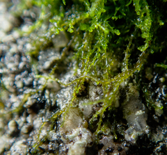 Cephaloziella