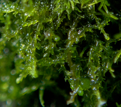 Cephaloziella