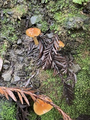 Gliophorus psittacinus