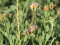 Tessaria absinthioides