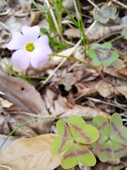 Oxalis violacea