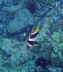 Heniochus diphreutes