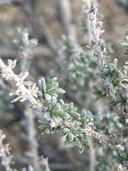 Ericameria cooperi