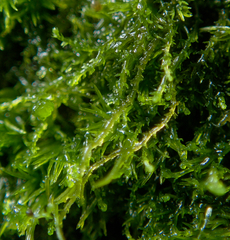 Cephaloziella