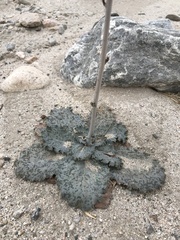 Atrichoseris platyphylla