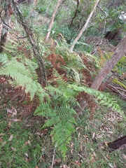 Calochlaena dubia