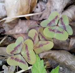 Oxalis violacea